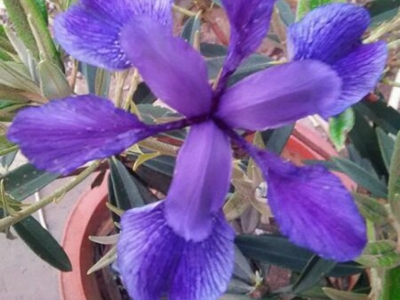 馬蘭花種子