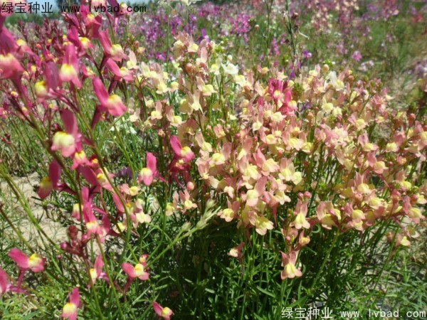 1627367922235455.jpg image.jpg