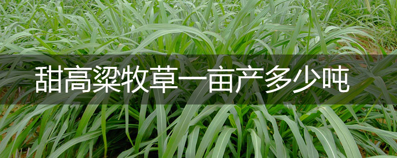 甜高粱牧草一畝產(chǎn)多少噸 甜高粱牧草一畝產(chǎn)多少噸