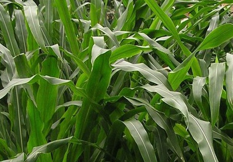 1627522671801156.jpg image.jpg