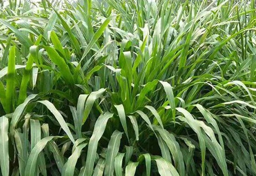 1627523472566034.jpg image.jpg