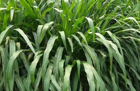 1627523480488423.jpg image.jpg