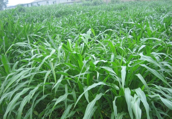 1627613901690607.jpg image.jpg