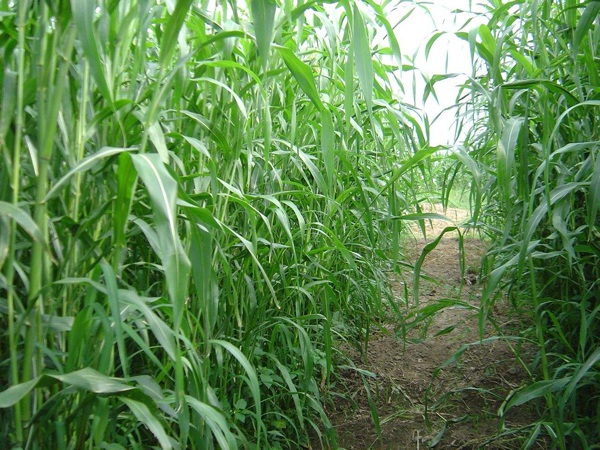 1627613908660188.jpg image.jpg