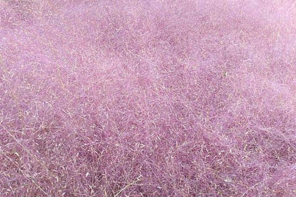 1627617516559367.jpg image.jpg