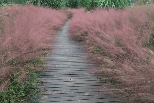 1627617527396397.jpg image.jpg