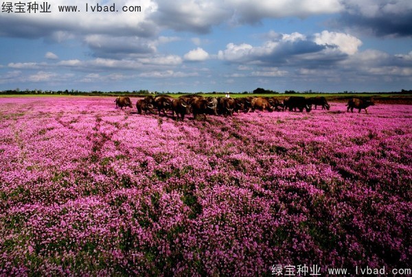 1627617810796874.jpg image.jpg