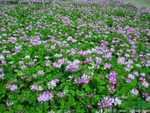 1627617827359482.jpg image.jpg