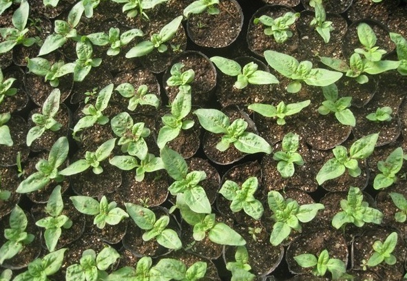 1627992002264289.jpg image.jpg