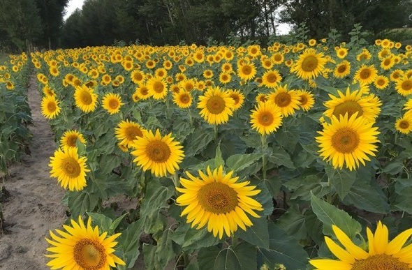 1627992012192711.jpg image.jpg