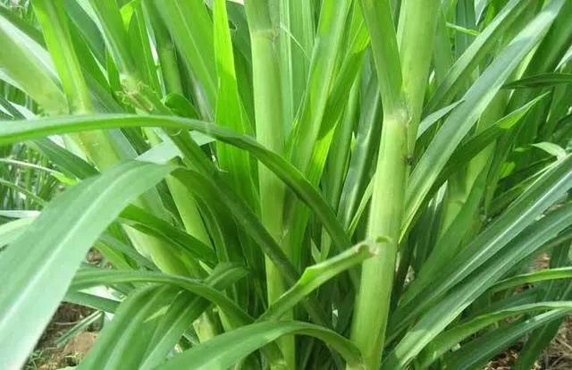 皇竹草養豬、喂雞可降低成本增加收入，栽培方法！