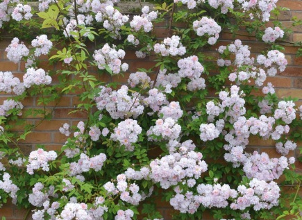 1628863024462003.jpg image.jpg