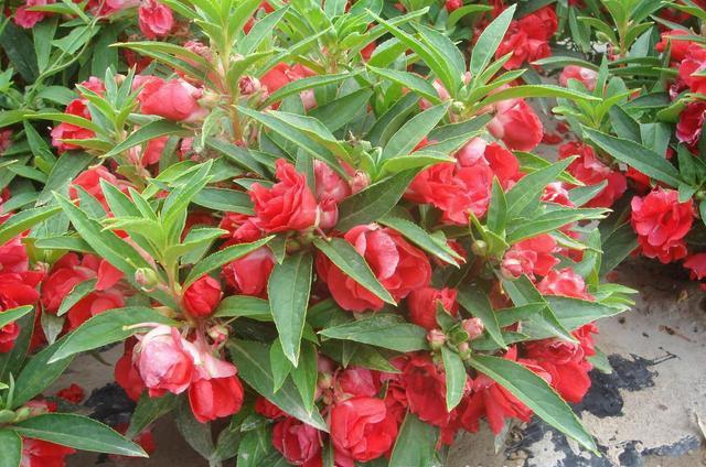 鳳仙花又叫指甲花，應(yīng)該如何播種