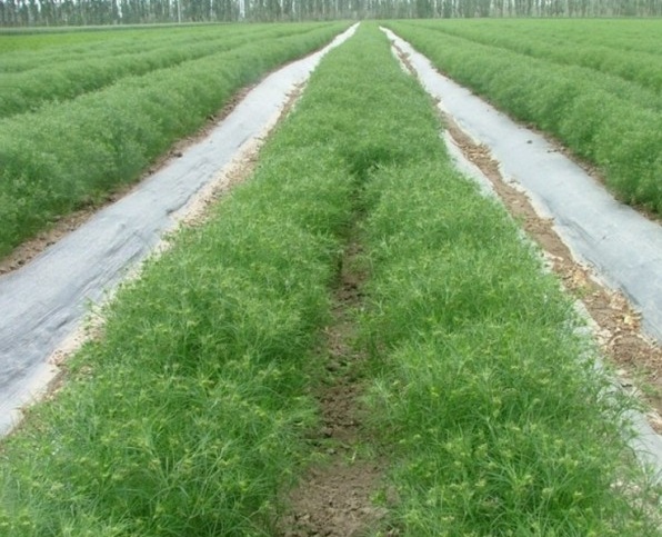 1629100673311705.jpg 1629100670(1).jpg