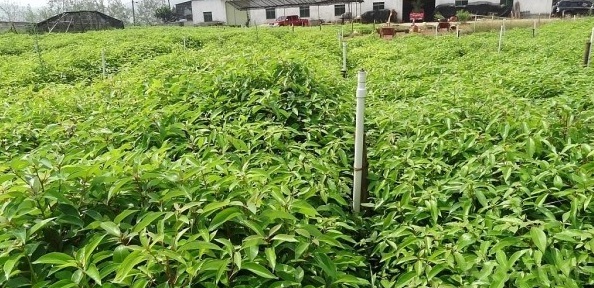 1629242770915180.jpg 5UK~EQ%{Z{EYOU25EVGS3KU.jpg