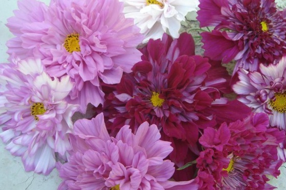 1629271751536856.jpg (7NNI85{LA}LZ4W$XB0JXQW.jpg