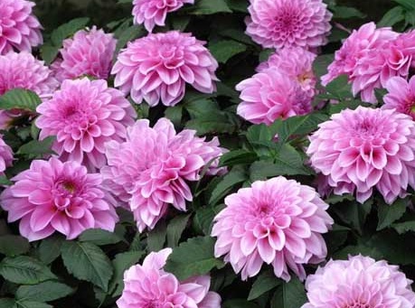 1629469492298425.jpg image.jpg