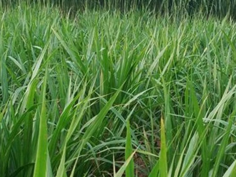 1629551956670426.jpg image.jpg