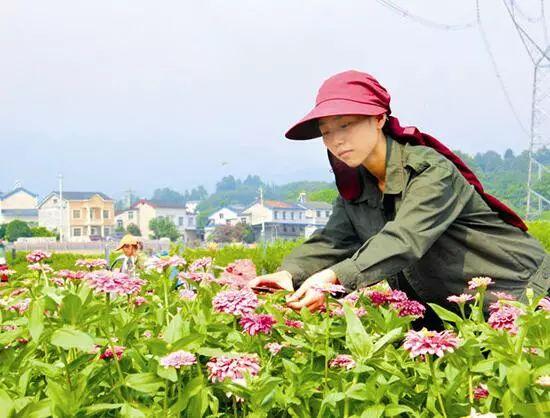 百日草生長期養護要點，百日草一年四季的養護方法