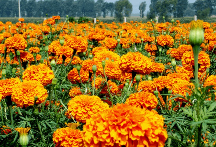 1629961971271896.jpg 萬(wàn)壽菊1.jpg