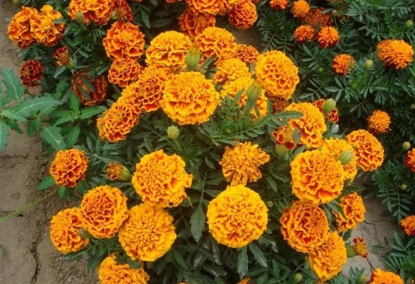 1631417081177192.jpg
