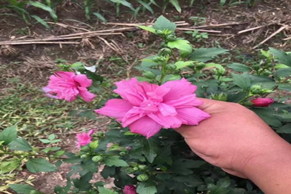 1631781904410016.jpg