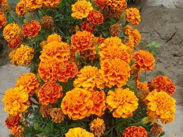 萬壽菊 萬壽菊