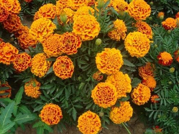 萬壽菊 萬壽菊