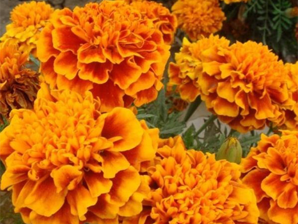 萬壽菊 萬壽菊