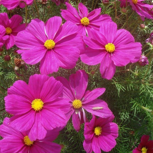 波斯菊 波斯菊
