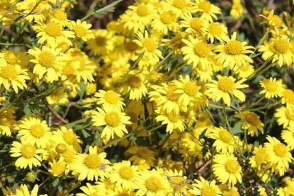 野菊花 野菊花