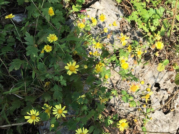 菊花 菊花