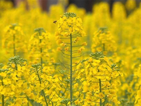油菜花 油菜花