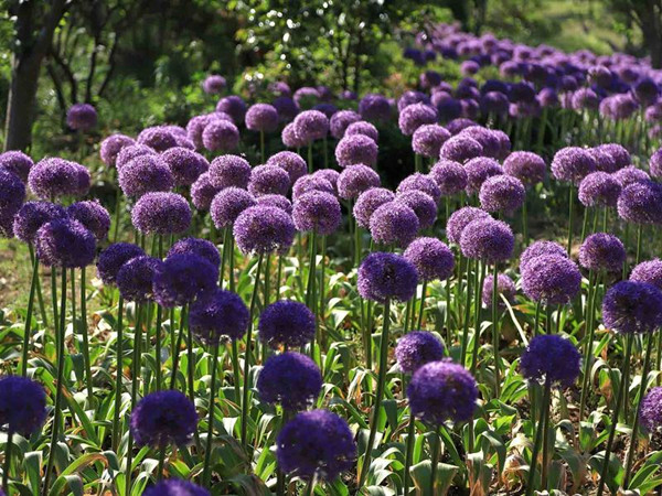 藿香薊 藿香薊