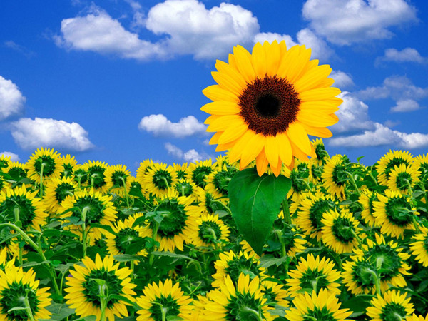 太陽花 太陽花
