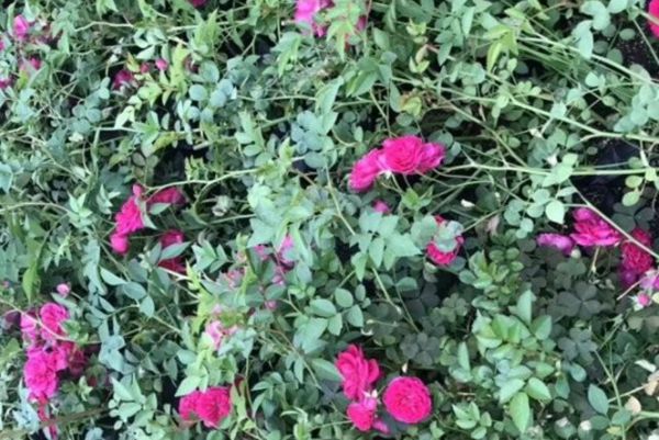 薔薇花 薔薇花