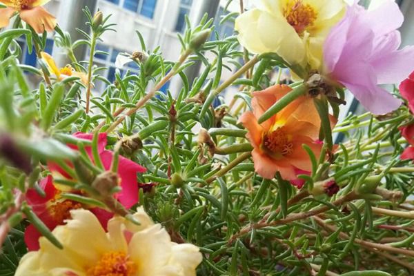 太陽(yáng)花 太陽(yáng)花