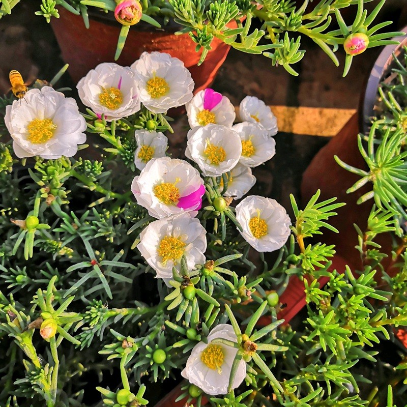 太陽花 太陽花