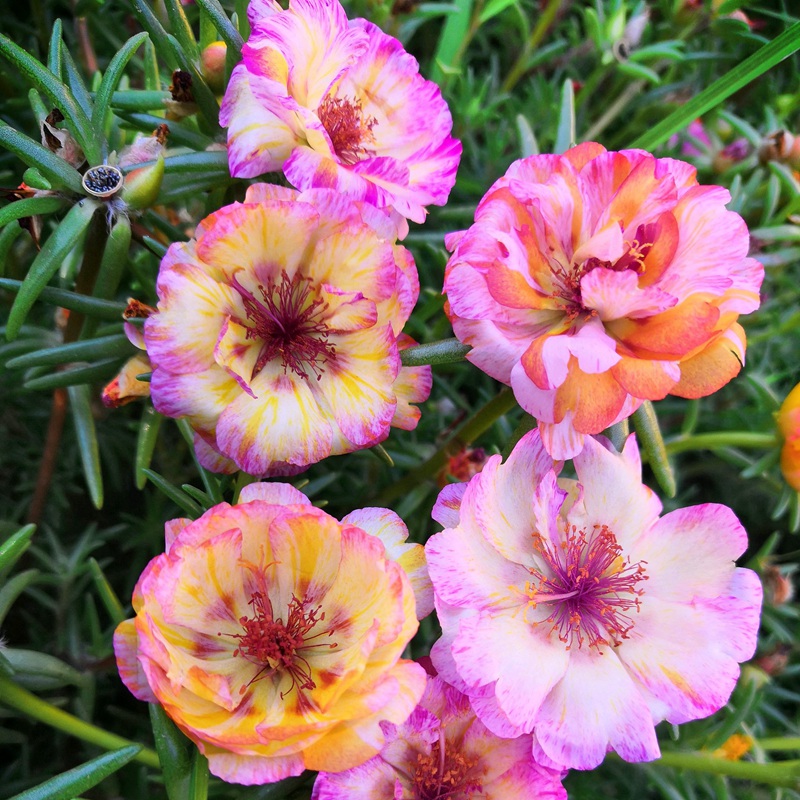 太陽花 太陽花