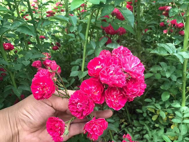 薔薇花 薔薇花