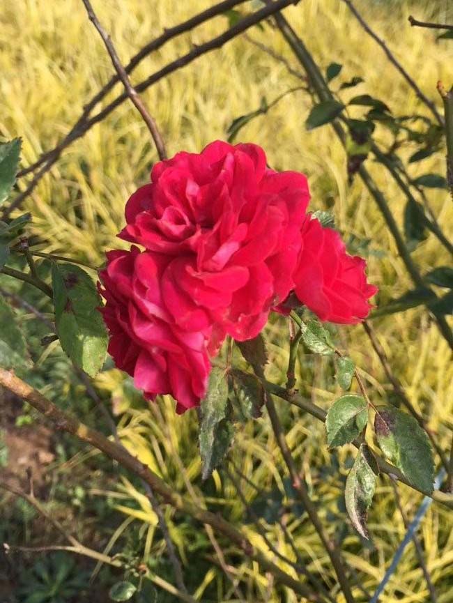 薔薇花 薔薇花