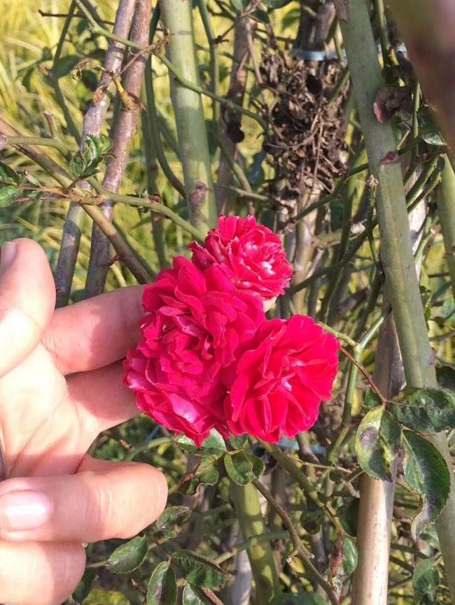 薔薇花 薔薇花