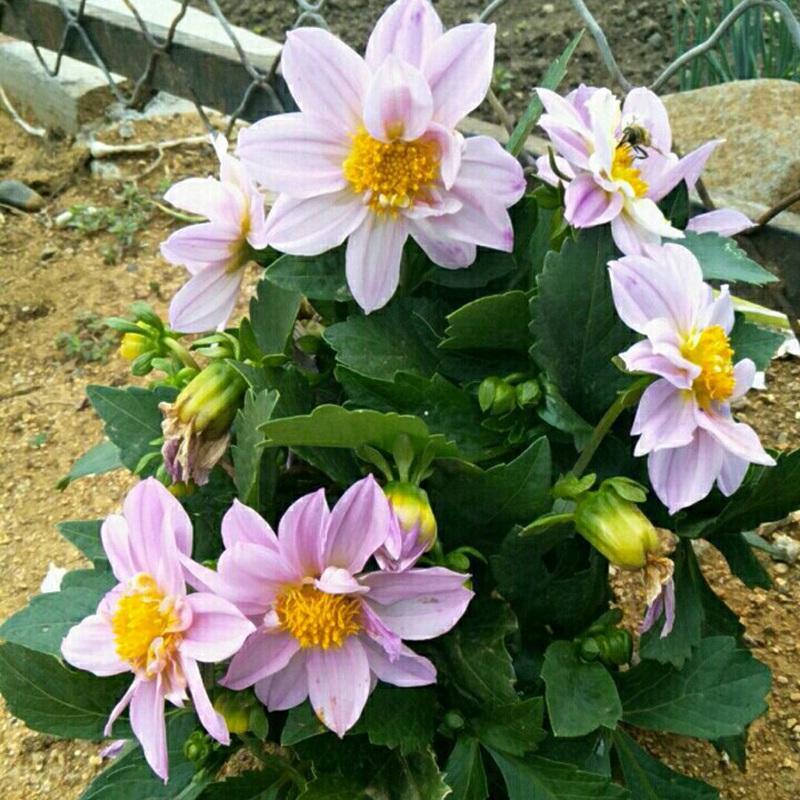 小麗花 小麗花