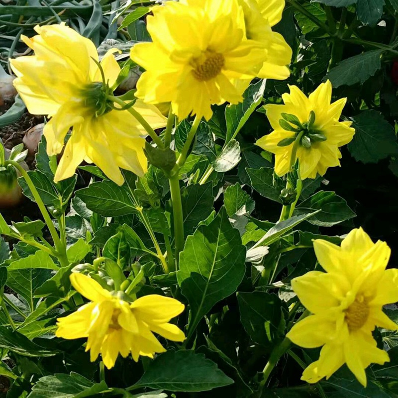 小麗花 小麗花